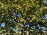 Погода в Набережных Челнах на 4 октября