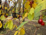 Небольшой дождь и туман прогнозируются в Набережных Челнах