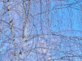 Яр Чаллыда 23 февральгә һава торышы