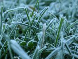 В Набережных Челнах снова прогнозируются заморозки до -2˚
