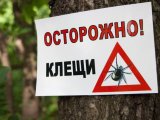 Татарстанда талпан йогышын профилактикалау буенча "кайнар линия" эшли