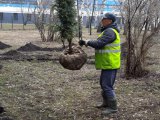 В Набережных Челнах высадят деревья в рамках акции «Сад памяти»