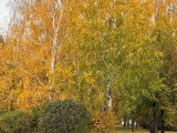 Погода в Набережных Челнах на 15 ноября