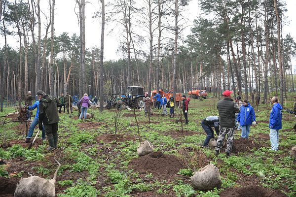 350 деревьев высажено в парке культуры и отдыха в поселке ГЭС